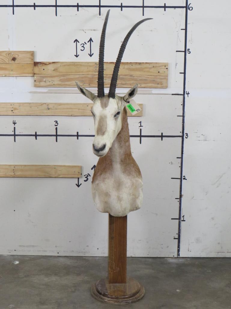 Scimitar Horn Oryx Pedestal *TX RES ONLY* TAXIDERMY: TAXIDERMY