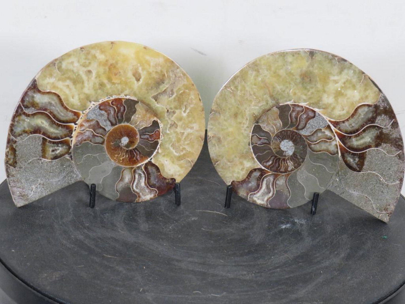 Cut & Polished Split Pair, Agatized Ammonite Fossil from Madagascar w/Display Stand FOSSILS (1 of 7)