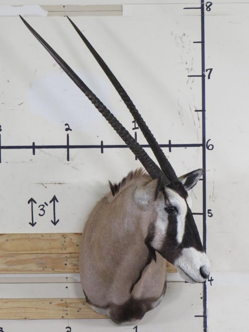 Nice Gemsbok Sh Mt w/Removable Horns TAXIDERMY (1 of 12)