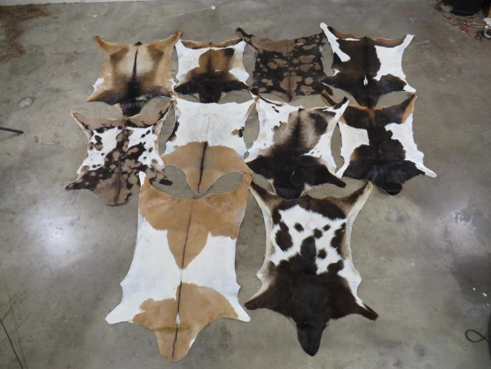 10 Brand New Goat Hides (ONE$) TAXIDERMY: TAXIDERMY