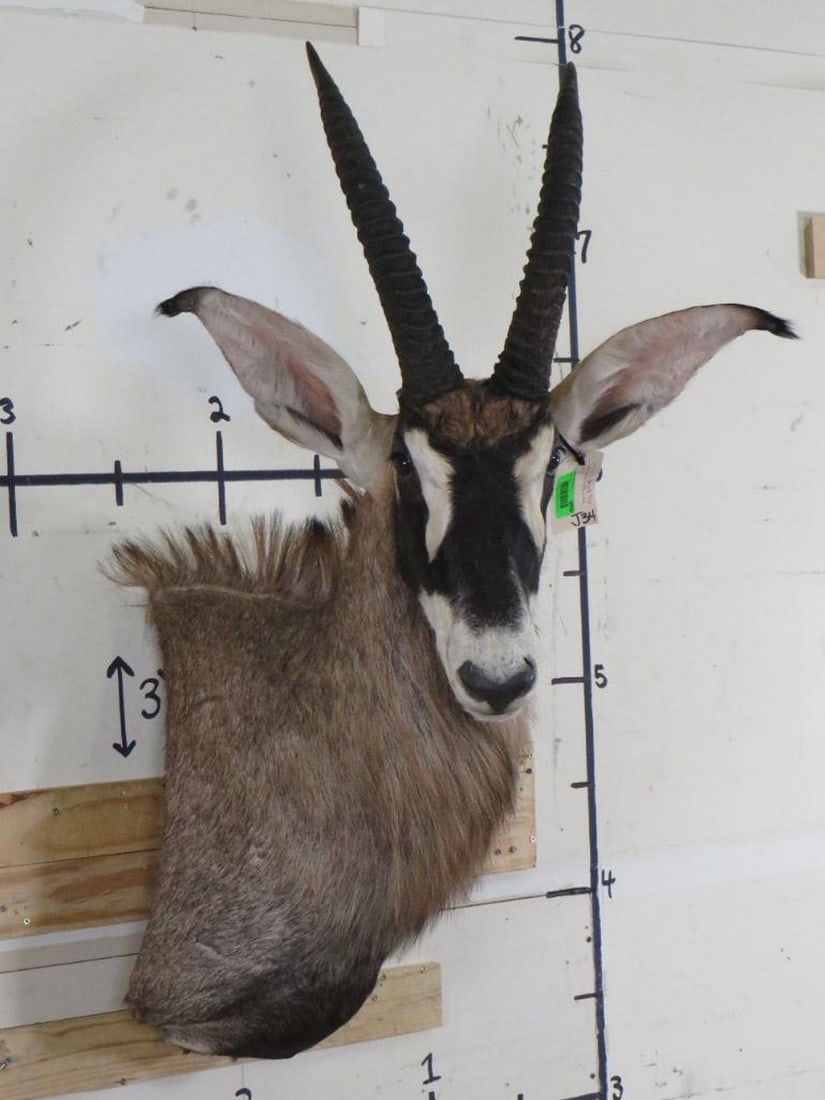 Very Nice Fringe Eared Oryx Wall Pedestal w/Removable Horns *TX RES ONLY* TAXIDERMY (1 of 11)