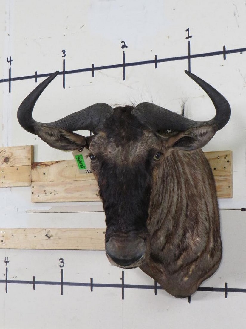 Wildebeest Sh Mt TAXIDERMY (1 of 11)