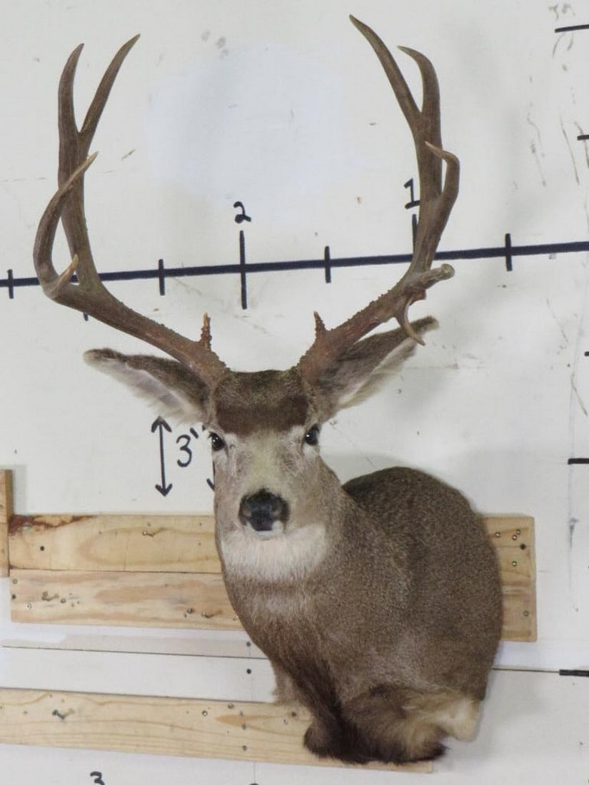 11 Pt Mule Deer Sh Mt w/Drop Tine TAXIDERMY: TAXIDERMY