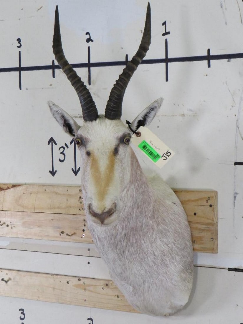 Nice White Blesbok Sh Mt TAXIDERMY (1 of 20)