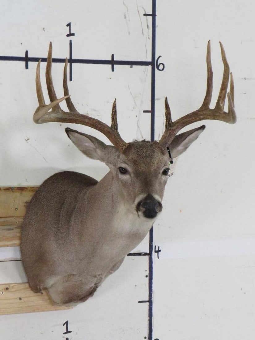 Very Nice 12 Pt Whitetail Sh Mt TAXIDERMY (1 of 11)