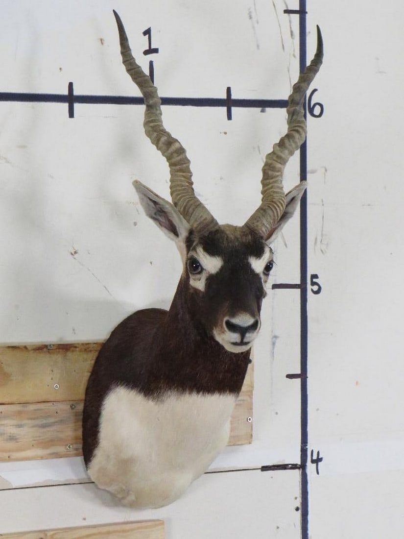 Nice Blackbuck Sh Mt TAXIDERMY (1 of 11)