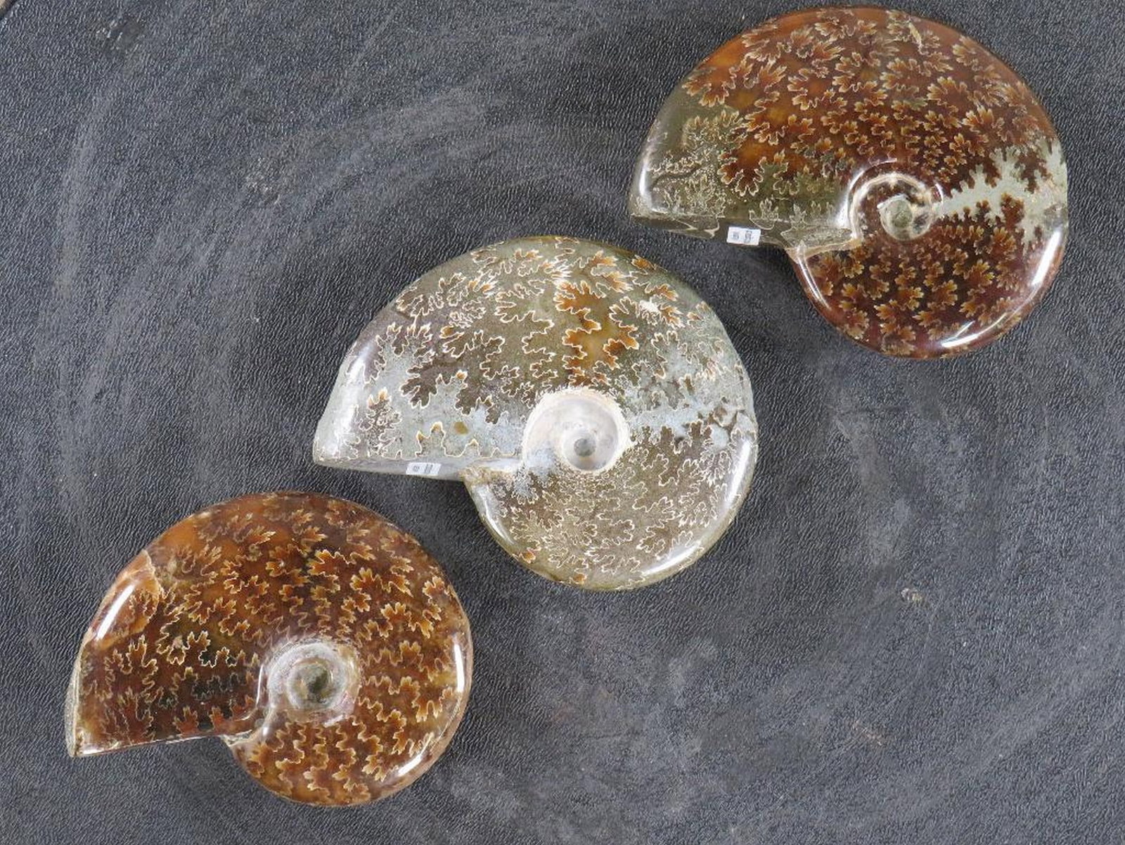 3 Beautifully Polished Whole Sutured Ammonite Fossils from Madagascar ROCKS,MINERALS,FOSSILS (1 of 8)