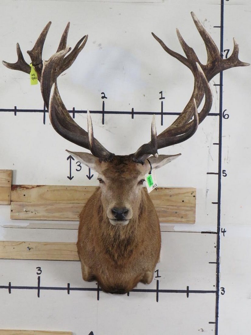 Very Nice/Big Red Stag w/21 Pts TAXIDERMY (1 of 12)