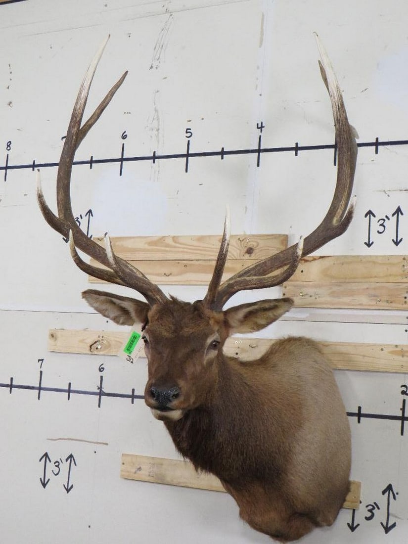 Nice/Newer Elk Sh Mt TAXIDERMY (1 of 13)