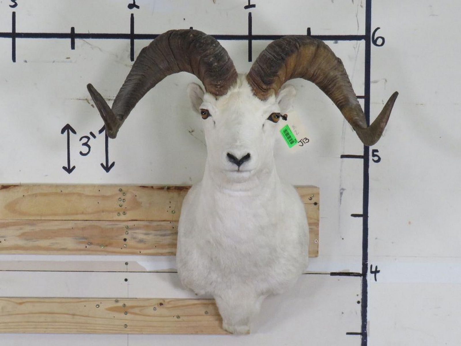 Dall Sheep Sh Mt w/Approx 28 1/8" Spread TAXIDERMY (1 of 11)