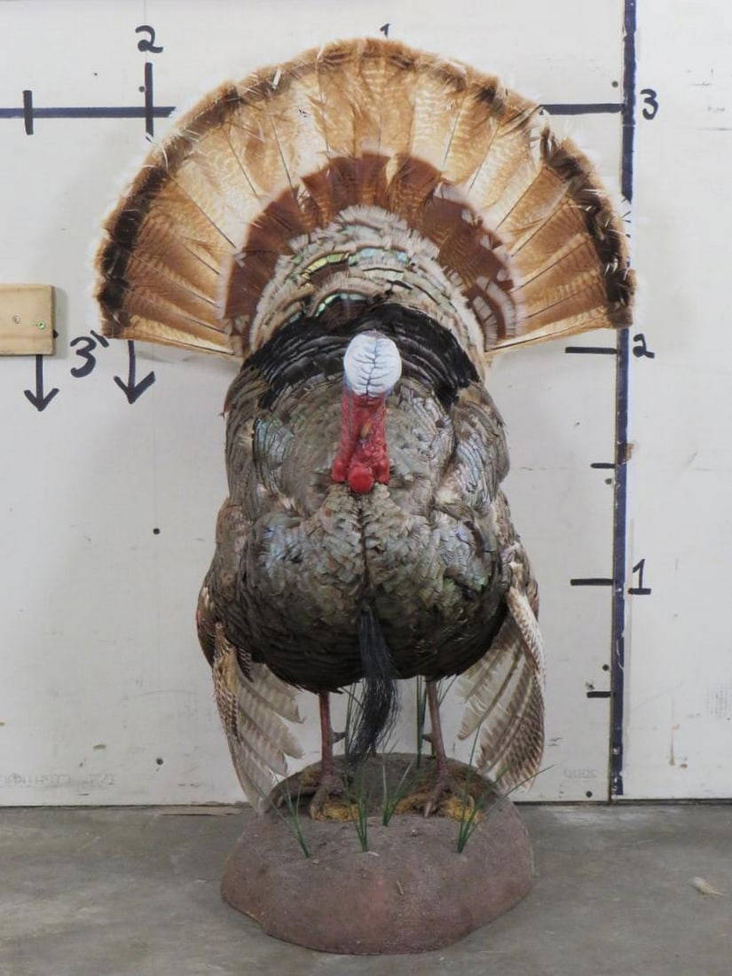 Very Nice & Rare Lifesize Strutting Piebald Turkey Taxidermy Auction