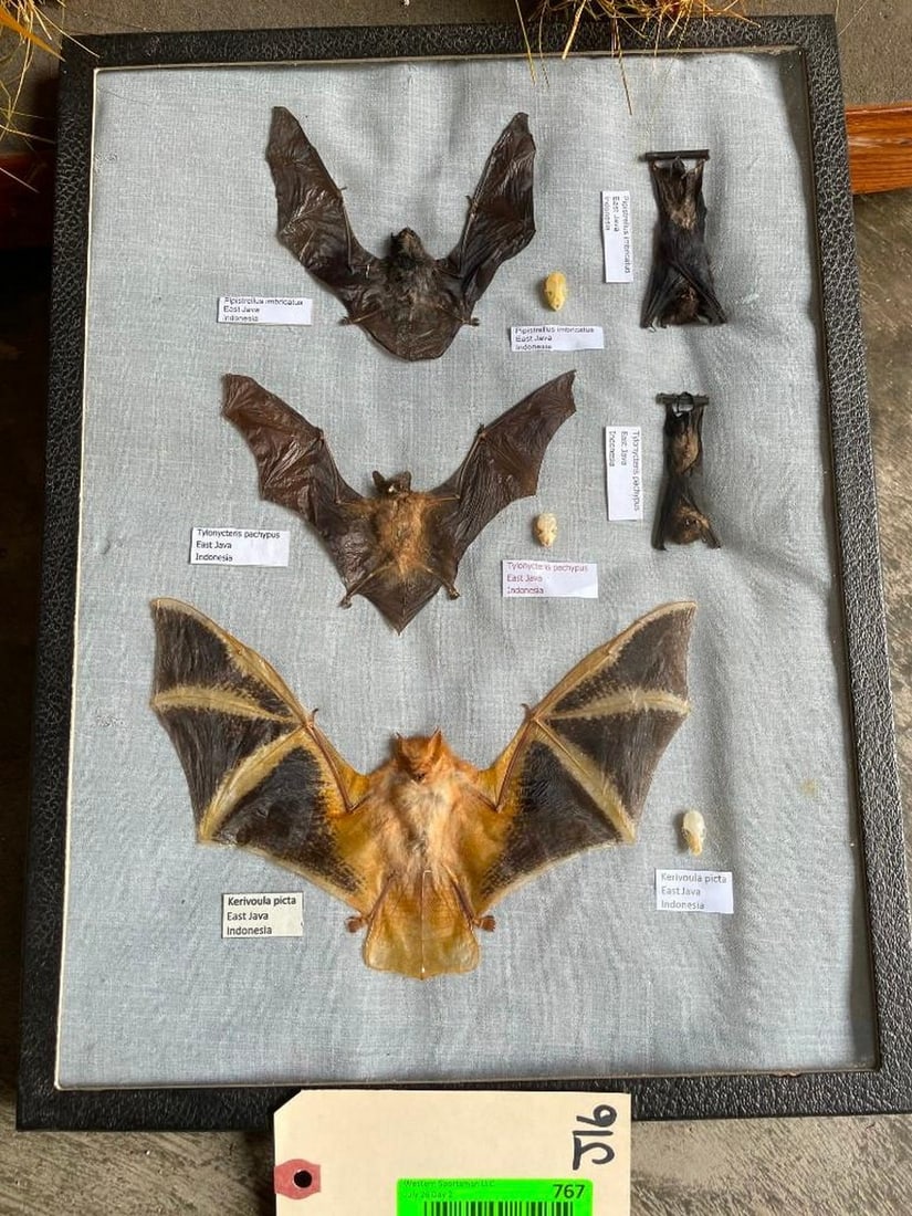 Awesome collection, of 5 Indonesia Bats & 3 skulls, in display 8 1/4 X 6 1/4 inches Scientific names (1 of 4)