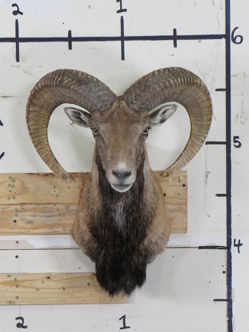Nice XL Mouflon Sh Mt TAXIDERMY (1 of 11)