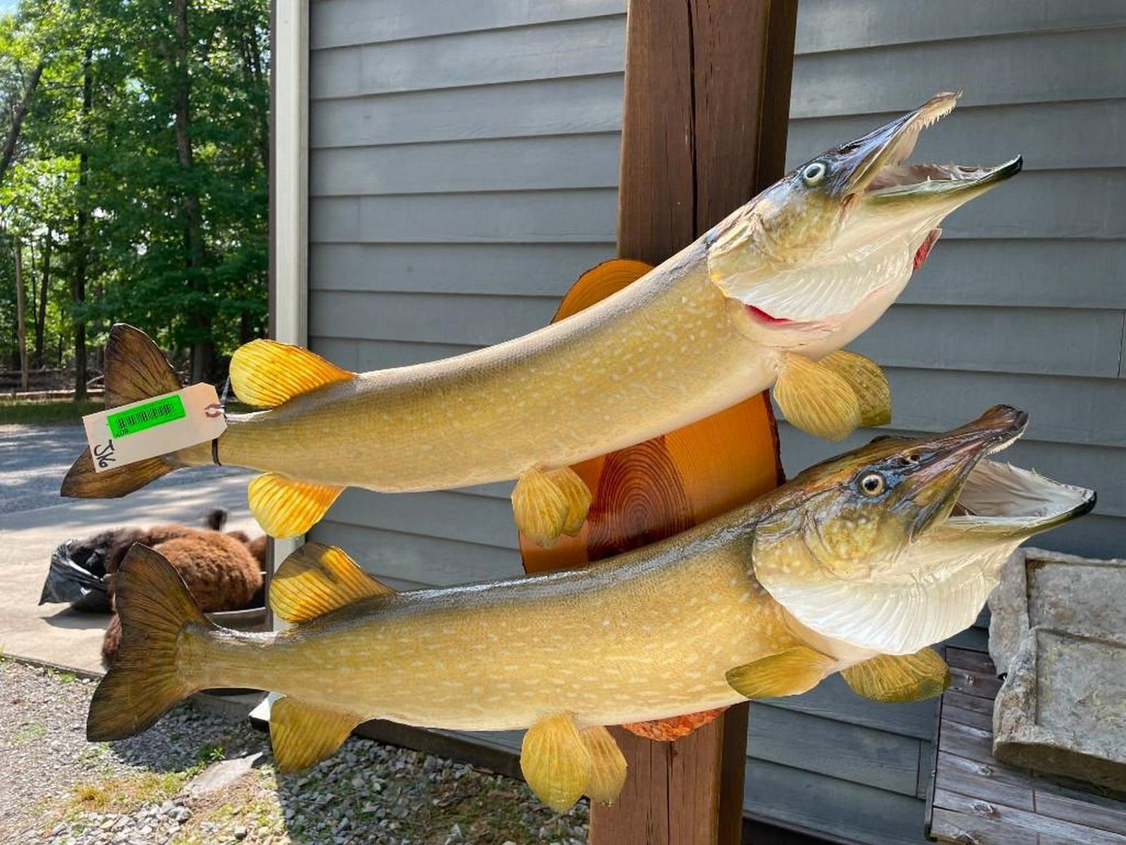 2 Awesome looking Northern Pike, fish, taxidermy mounts on a wood base 36 & 37 1/2 inches long great (1 of 2)