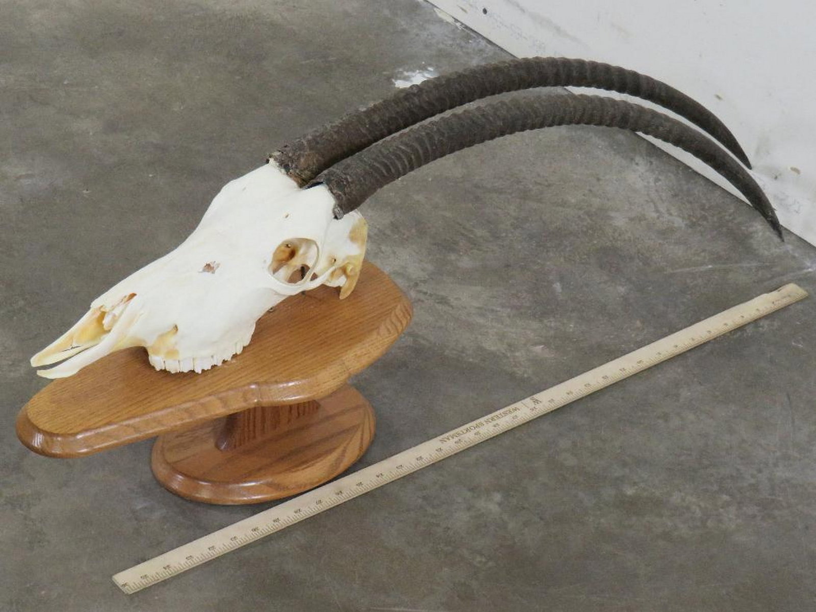 Very Nice Scimitar Horn Oryx Skull w/All Teeth on Pedestal *TX RES ONLY* TAXIDERMY: TAXIDERMY