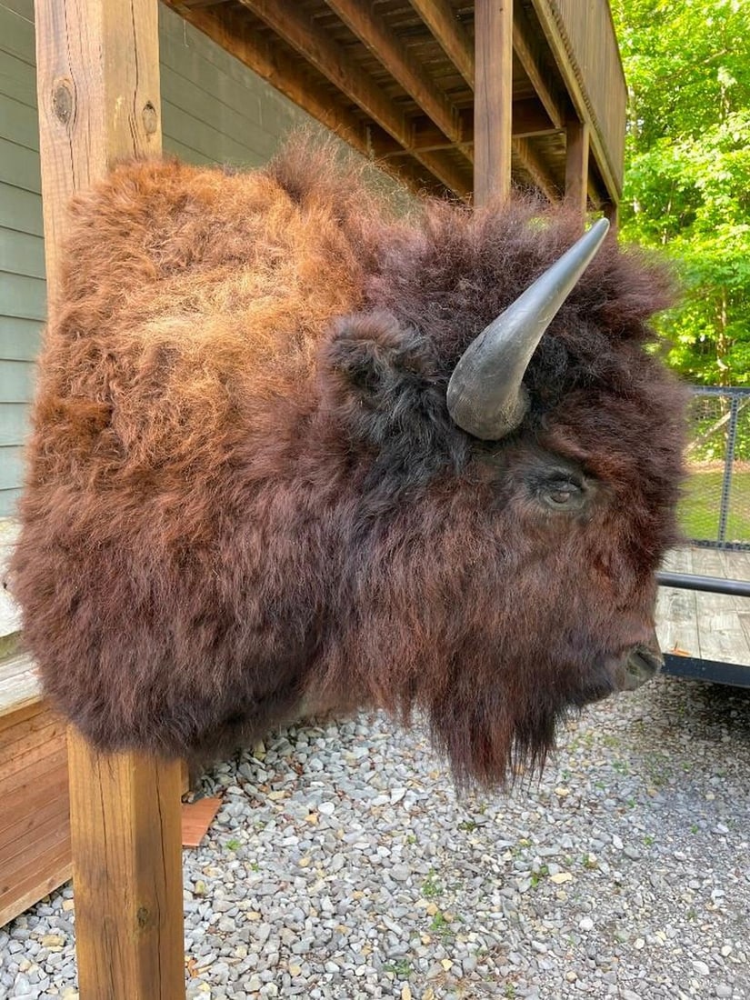 NEW, taxidermy, BIG, Buffalo-Bison shoulder mount 44 inches tall, 34 inches out from the wall, the R (1 of 8)