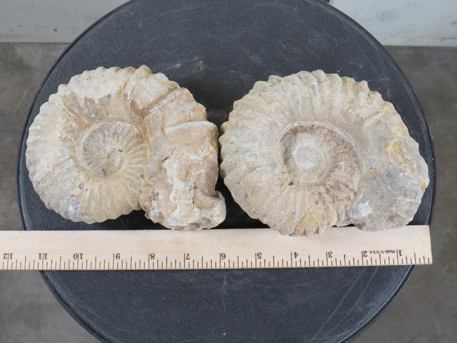 2 Ammonite Fossils, from Morocco (ONE$) ROCKS&MINERALS (1 of 6)