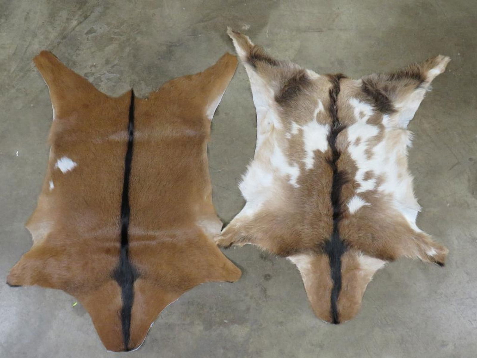 2 Brand New Goat Hides (ONE$) TAXIDERMY (1 of 3)