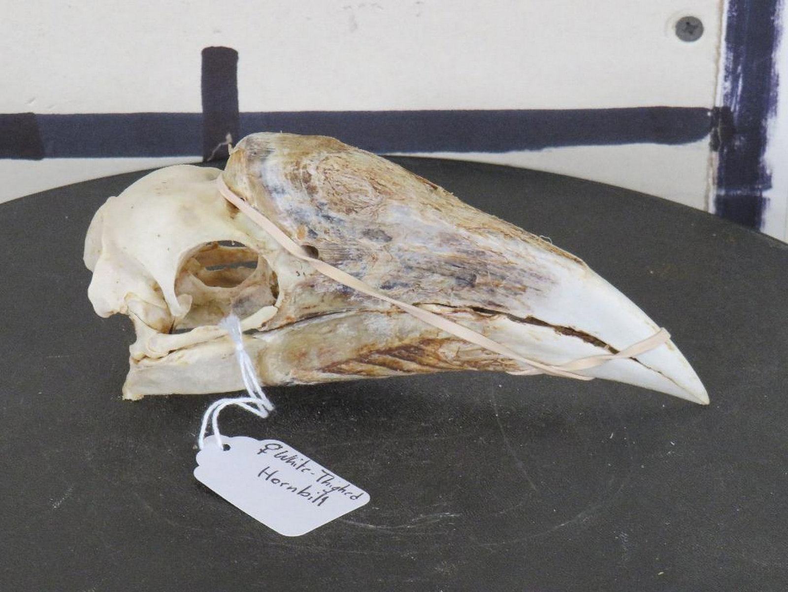 White-Thighed (Female) Hornbill Skull TAXIDERMY (1 of 5)