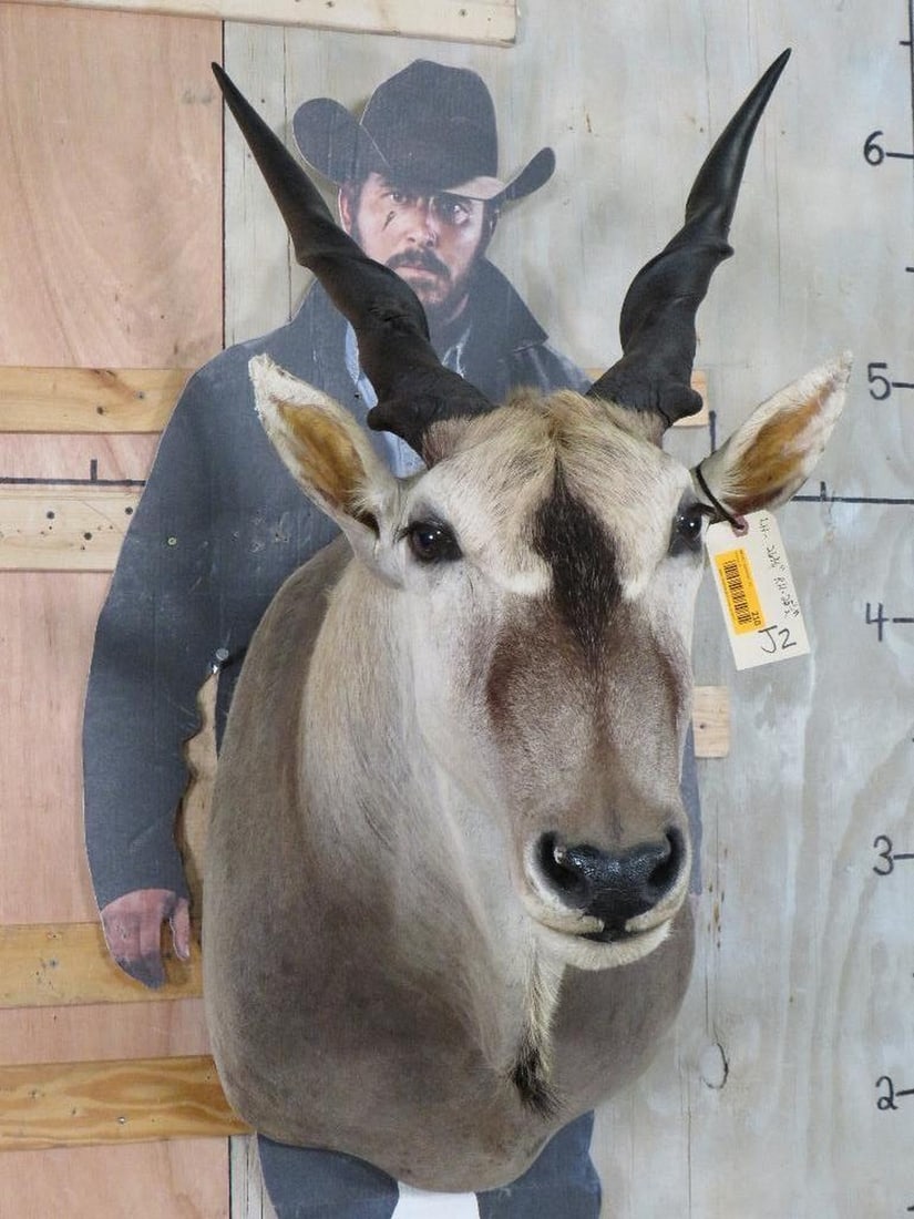 Eland Sh Mt TAXIDERMY (1 of 14)
