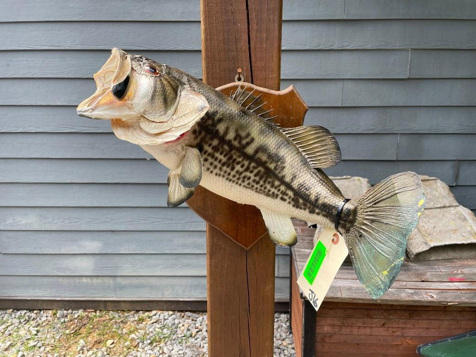 Large mouth Bass, - Real skin, 21 inches long X 7 inches wide, on wood panel, great fish taxidermy/l: Large mouth Bass, - Real skin, 21 inches long X 7 inches wide, on wood panel, great fish taxidermy/log cabin decor