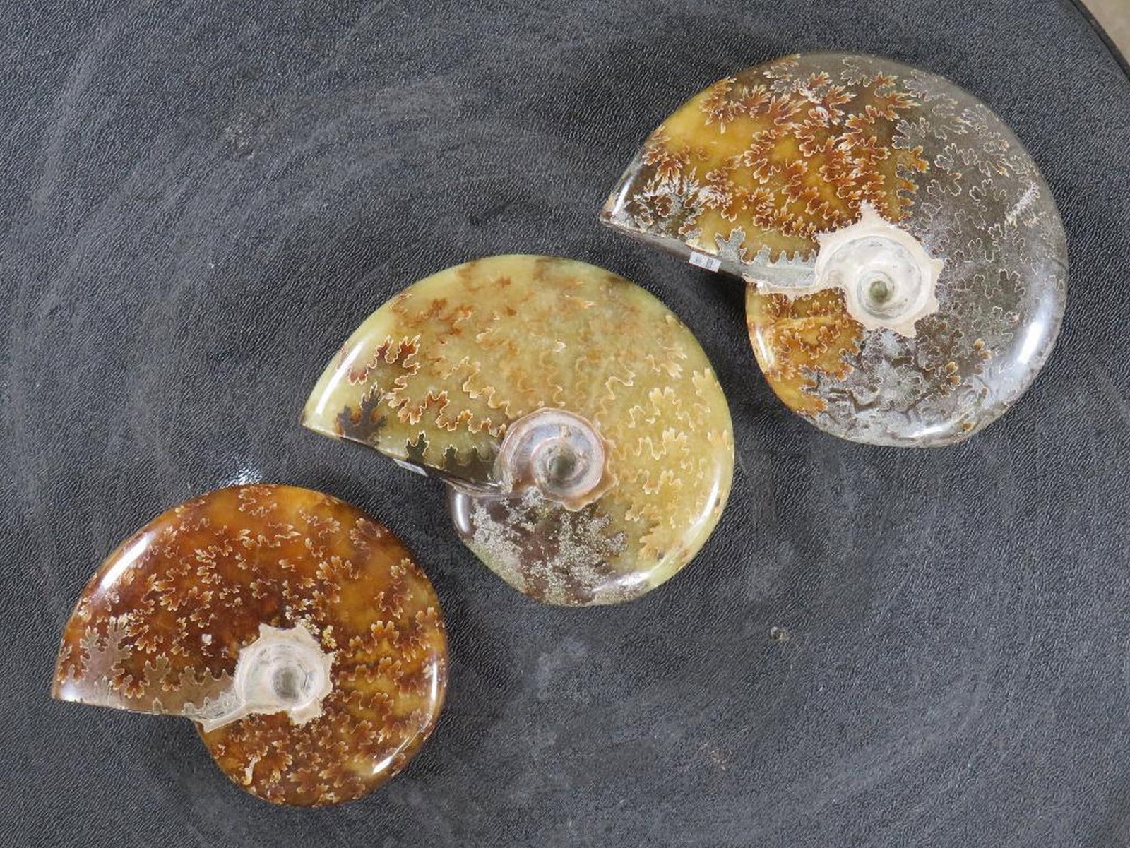 3 Beautifully Polished Whole Sutured Ammonite Fossils from Madagascar ROCKS,MINERALS,FOSSILS (1 of 8)