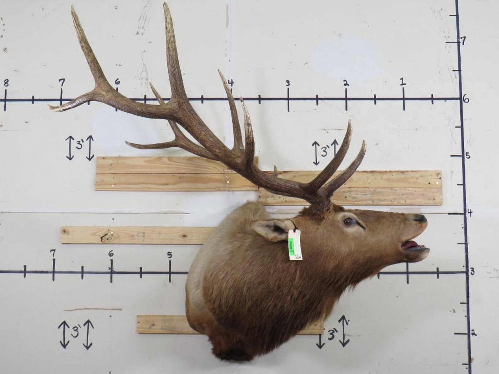 Nice Elk Sh Mt TAXIDERMY (1 of 10)