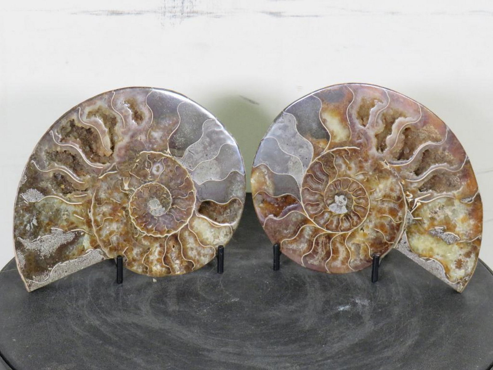 Cut & Polished Split Pair, Agatized Ammonite Fossil from Madagascar w/Display Stand FOSSILS (1 of 6)