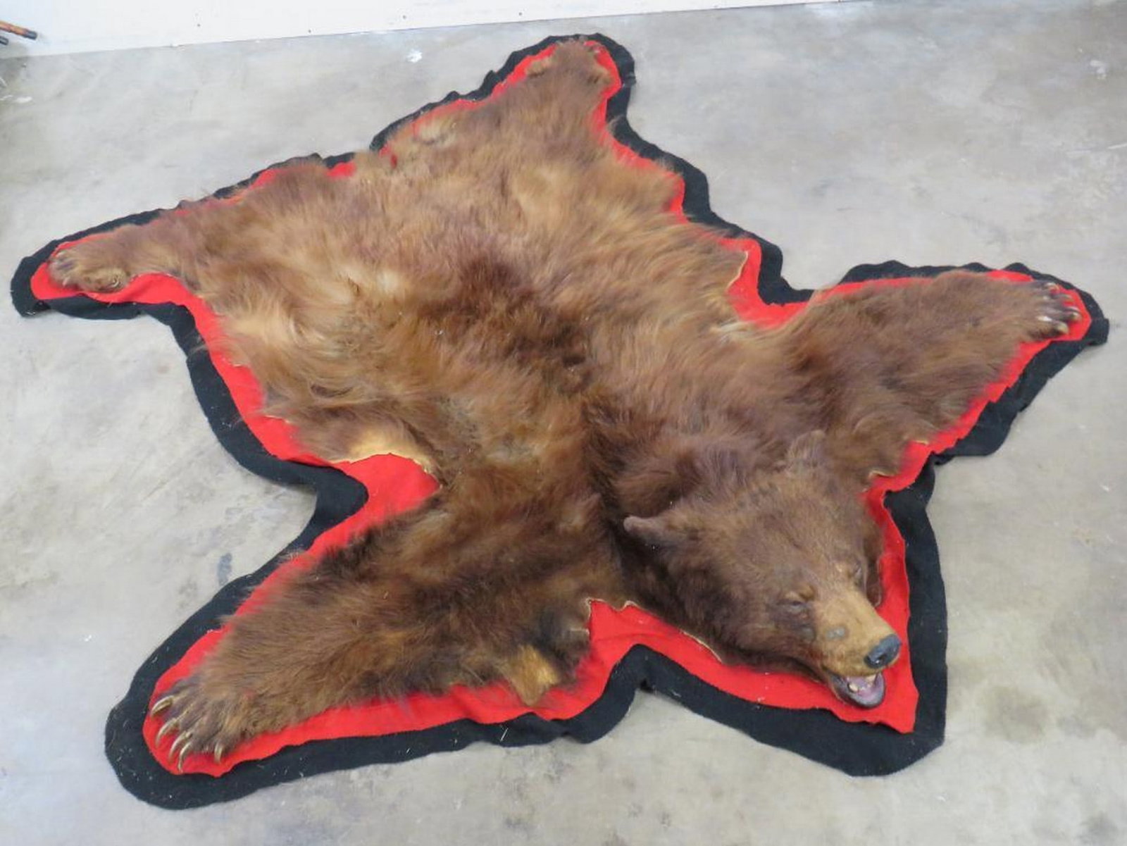 BIG Felted Cinnamon Phase Black Bear Rug w/Mounted Head, BIG claws TAXIDERMY (1 of 12)