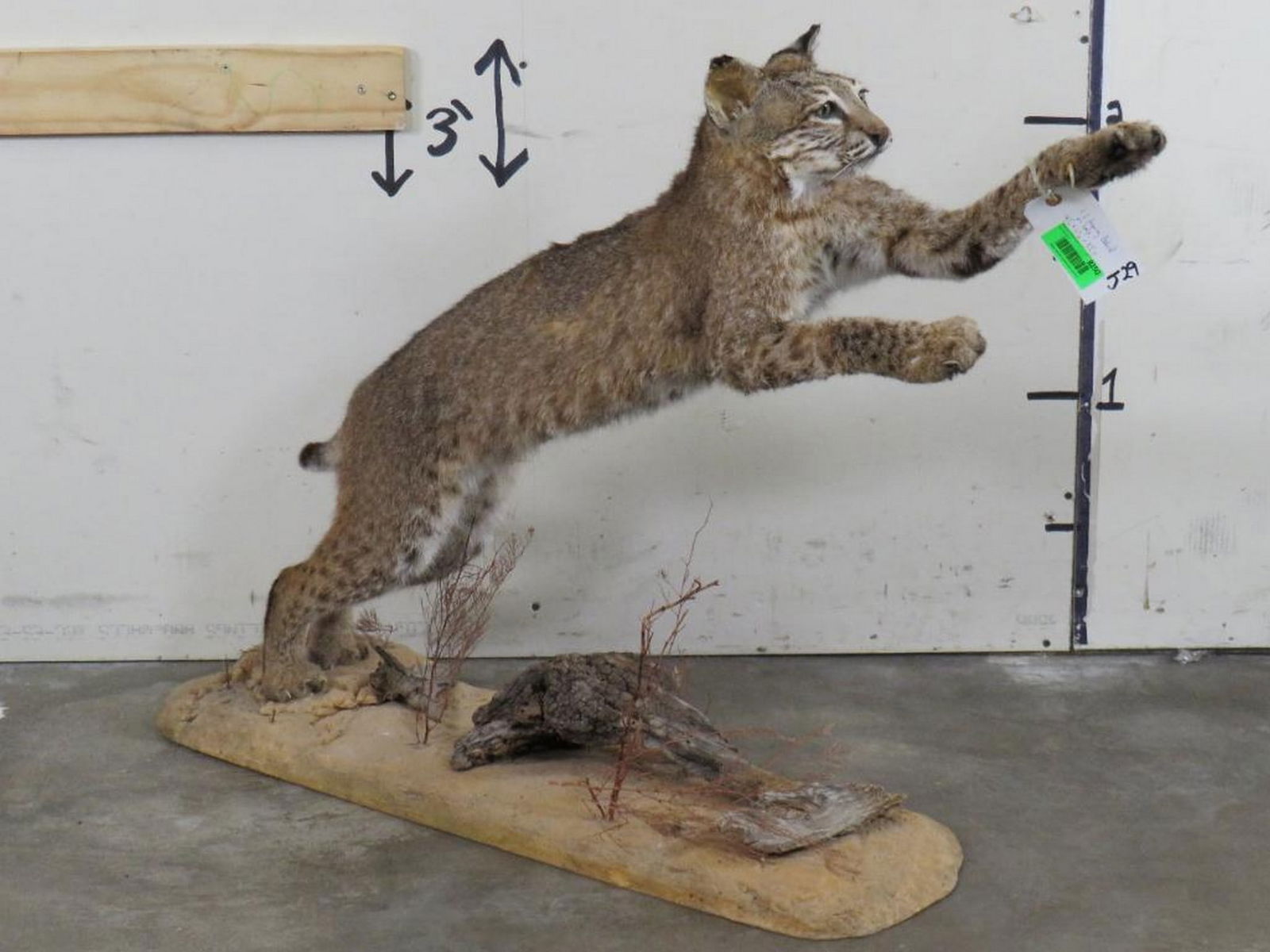 Lifesize Leaping Bobcat on Base TAXIDERMY: 43"Lx11"Wx32"T
