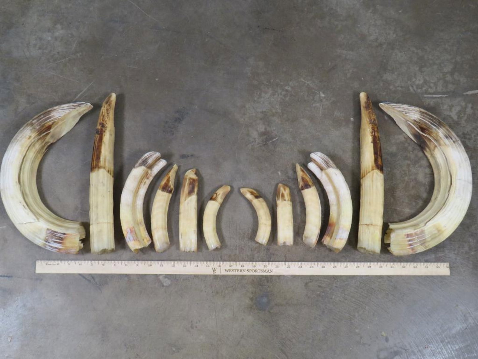 XL Hippo Teeth, Complete Set (ONE$) TAXIDERMY: Both big tusks have repairs