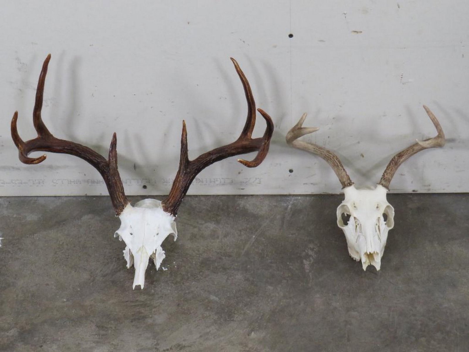2 Whitetail Skulls, 4Pt & 8Pt Partial Skull(could be turned into euro) (ONE$) TAXIDERMY (1 of 9)