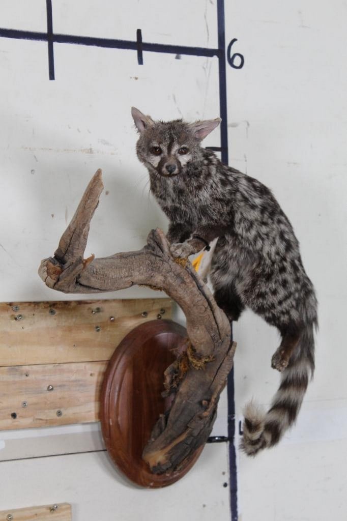 Really Nice Lifesize Genet Cat on Wall Base from the Ken Wilson Collection TAXIDERMY (1 of 8)