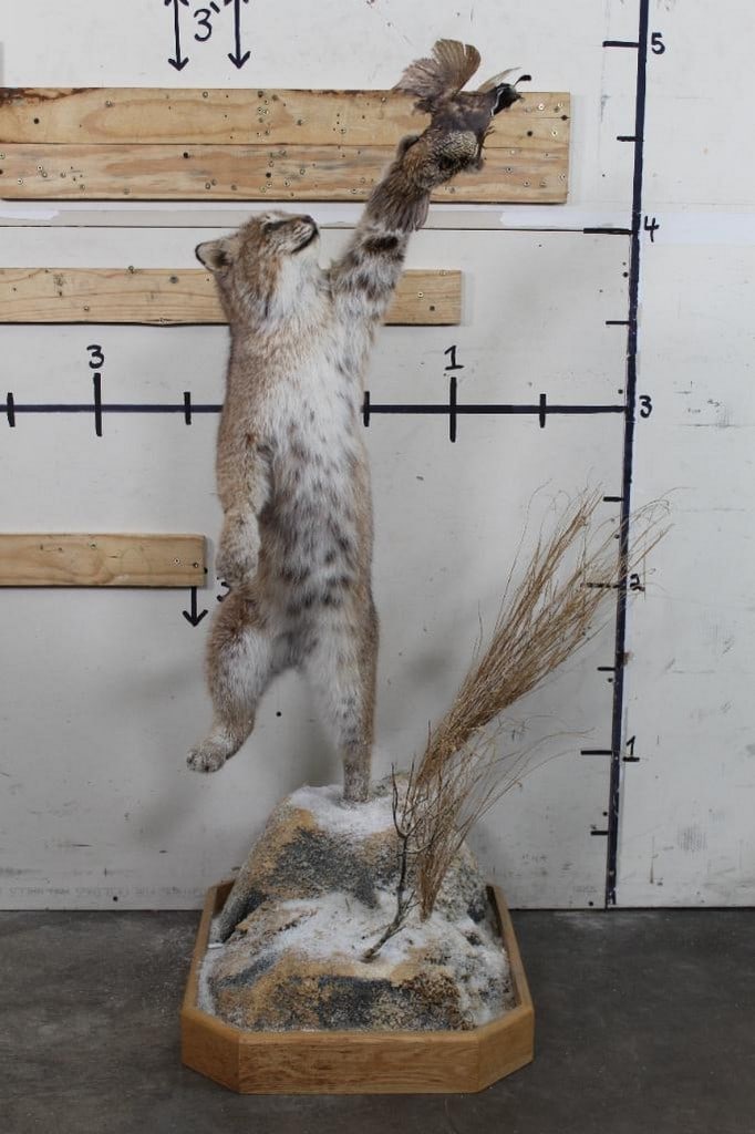 Lifesize Leaping Bobcat w/Quail on Snow Scene from the Ken Wilson Collection TAXIDERMY: 25"x20"W