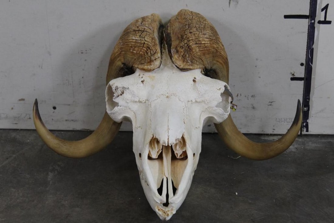 Really Nice Musk Ox Skull from the Ken Wilson Collection TAXIDERMY (1 of 8)
