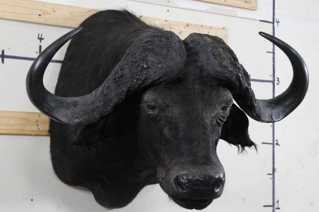 Very Nice Cape Buffalo Sh Mt from the Ken Wilson Collection TAXIDERMY (1 of 10)