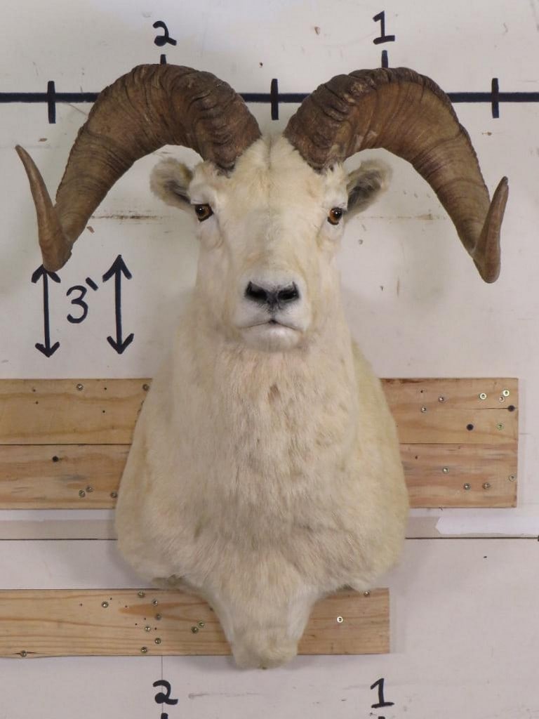 Dall Sheep Sh Mt TAXIDERMY (1 of 11)