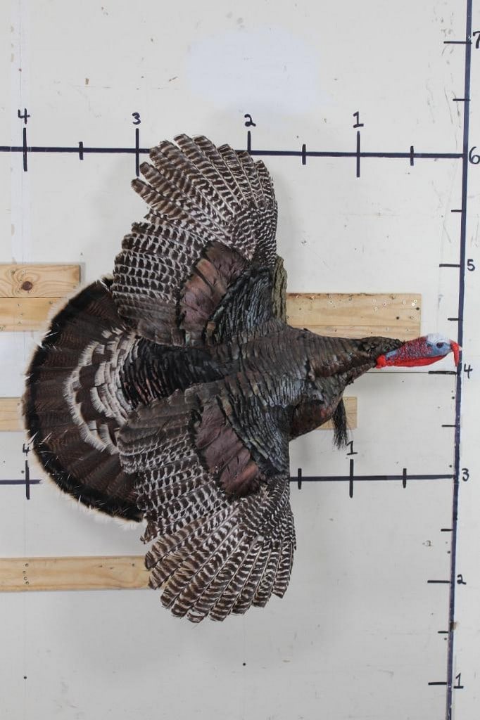 Very Nice Lifesize Flying Turkey on Repro Wood Wall Hanger from the Ken Wilson Collection TAXIDERMY: Hunted in Nebraska