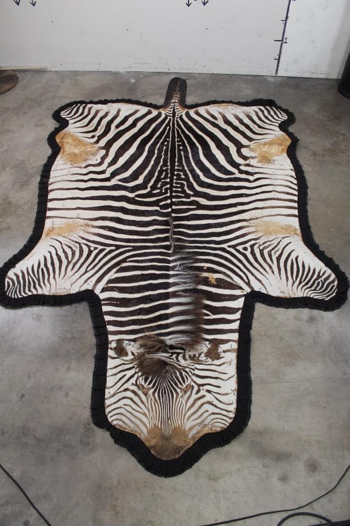 Very Nice Double Felted & Padded Zebra Rug Taxidermy Auction