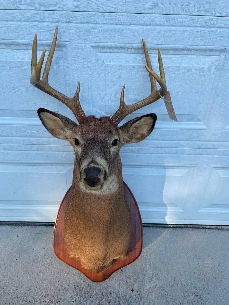 Very Nice 8 Point Whitetail Buck Deer Sho. Mount, On Wood Panel, Great