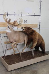 Very Nice Cinnamon Phase Black Bear Attacking BIG Lifesize Non-Typical 26Pt Whitetail on BaseW/Wheel