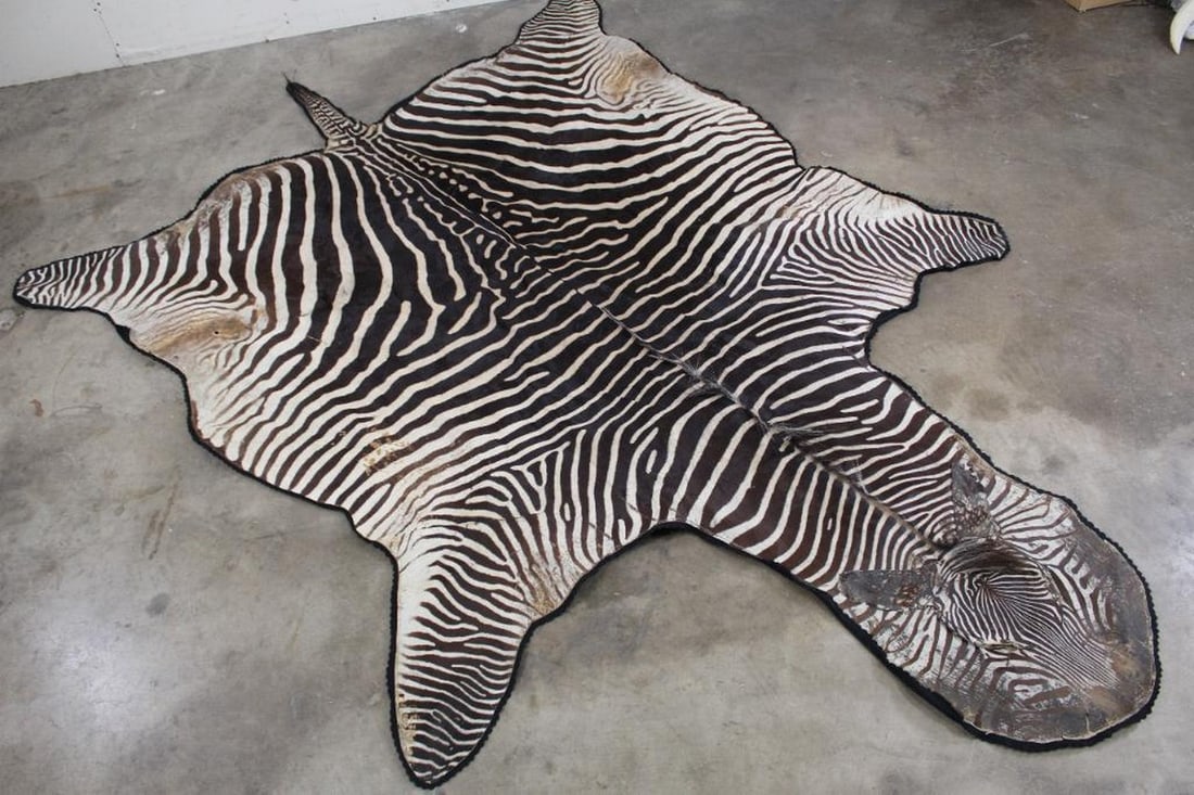 Felted Burchelle's Zebra Hide Rug TAXIDERMY (1 of 12)