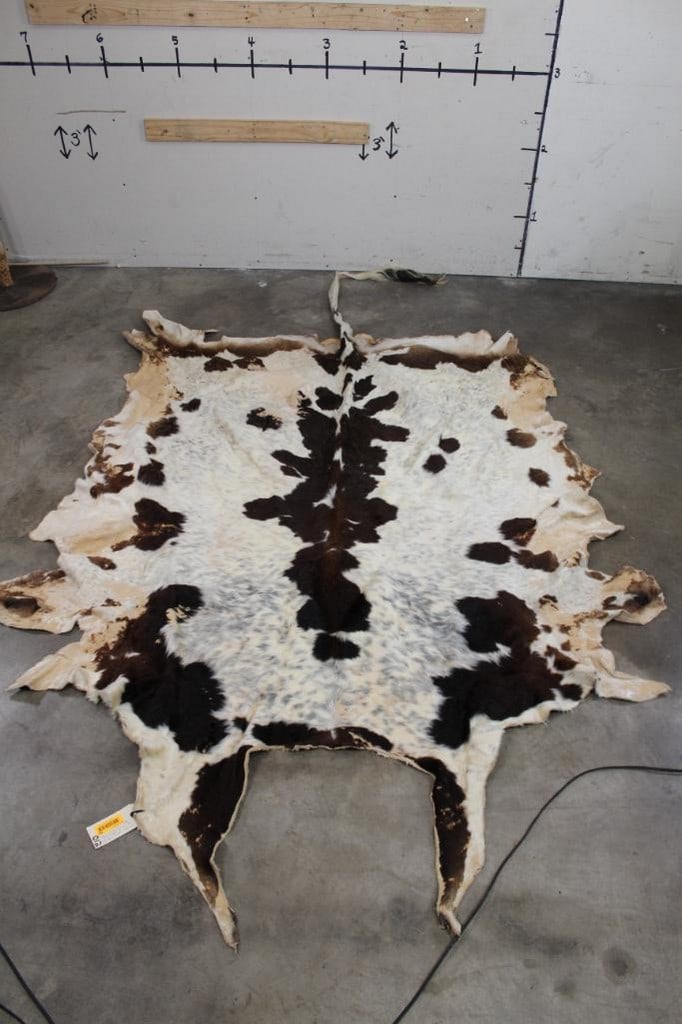 Nice/New Watusi Hide TAXIDERMY (1 of 6)