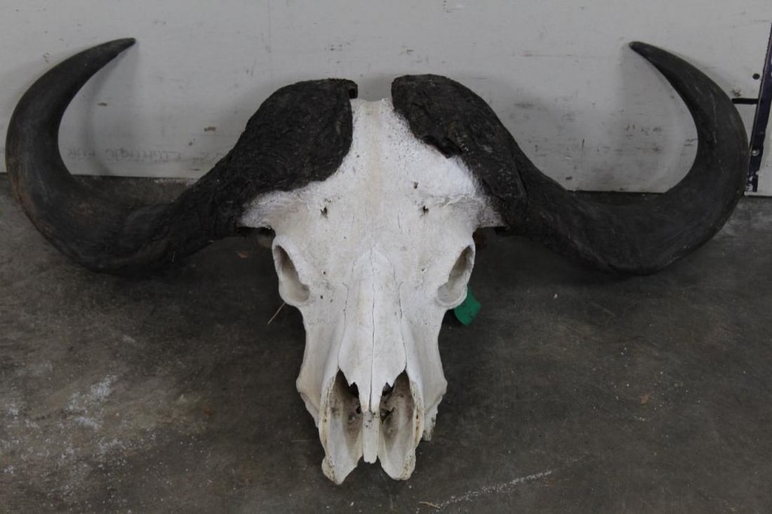 Cape Buffalo Skull, 35.5" Spread TAXIDERMY (1 of 8)