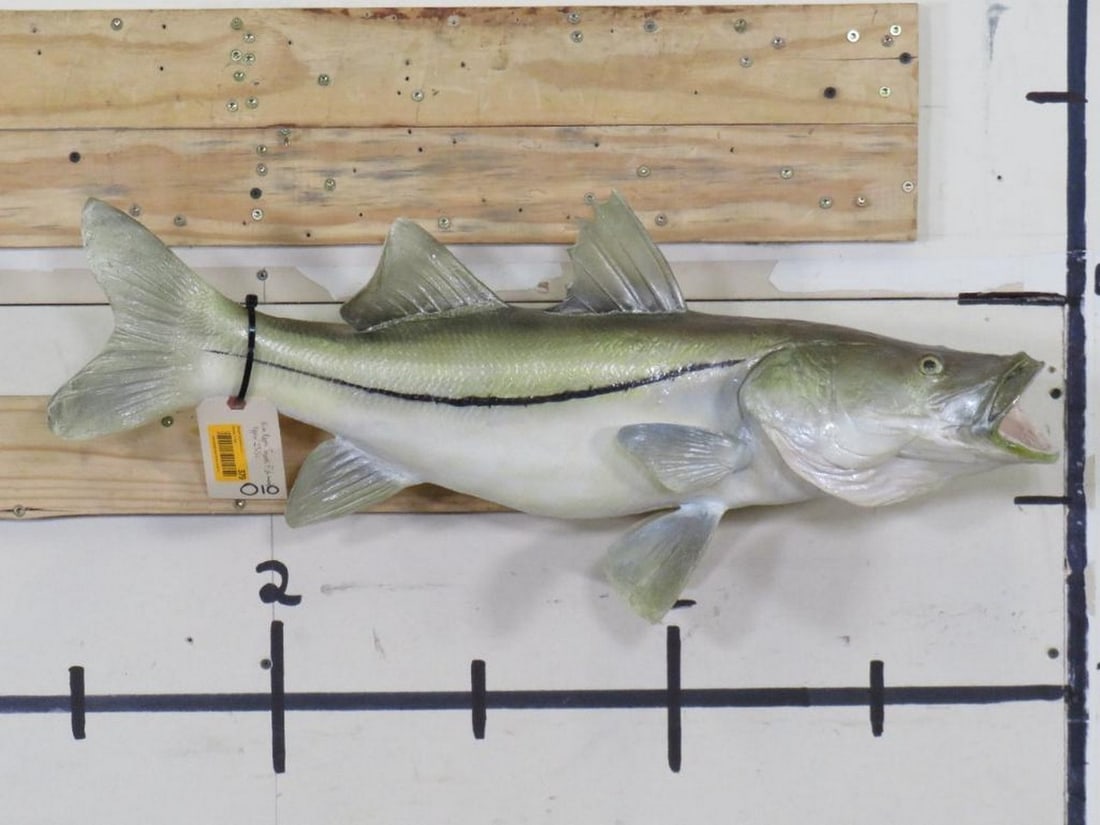 Nice Reproduction Snook Fish Mt TAXIDERMY (1 of 7)