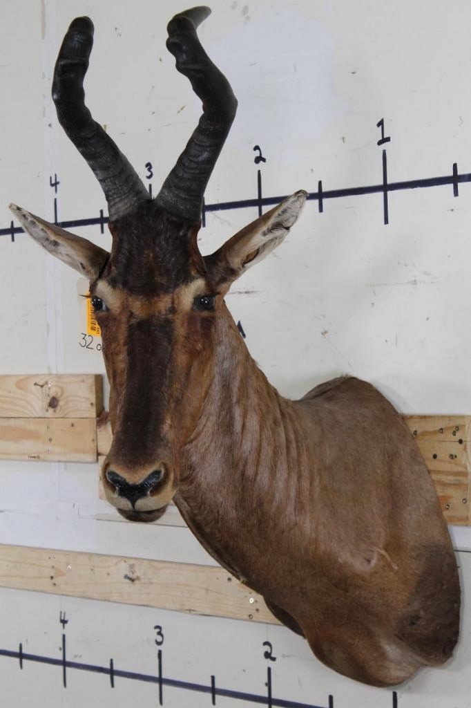Really Nice Cape Hartebeest Sh Mt from the Ken Wilson Collection TAXIDERMY (1 of 10)