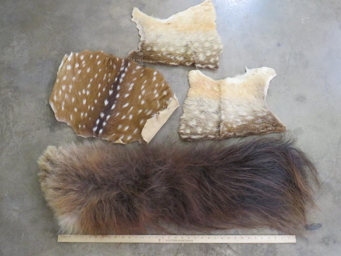 Partial Back Hide Lot, Fallow, Axis & Musk Ox (ONE$) TAXIDERMY (1 of 3)