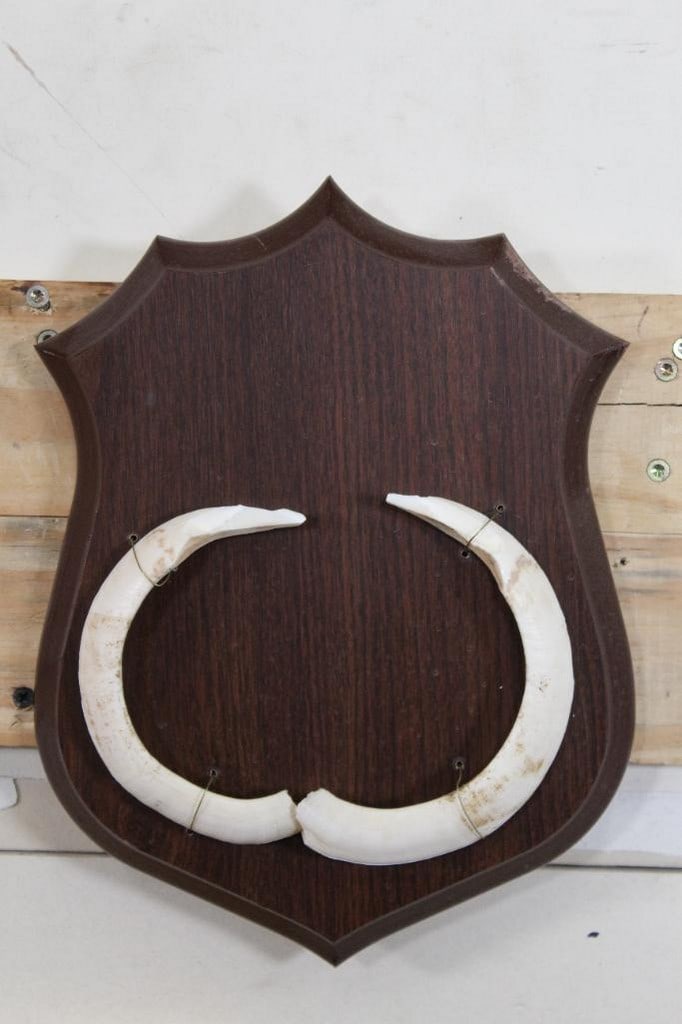 Boar Pig Tusks on Plaque from the Ken Wilson Collection TAXIDERMY (1 of 5)