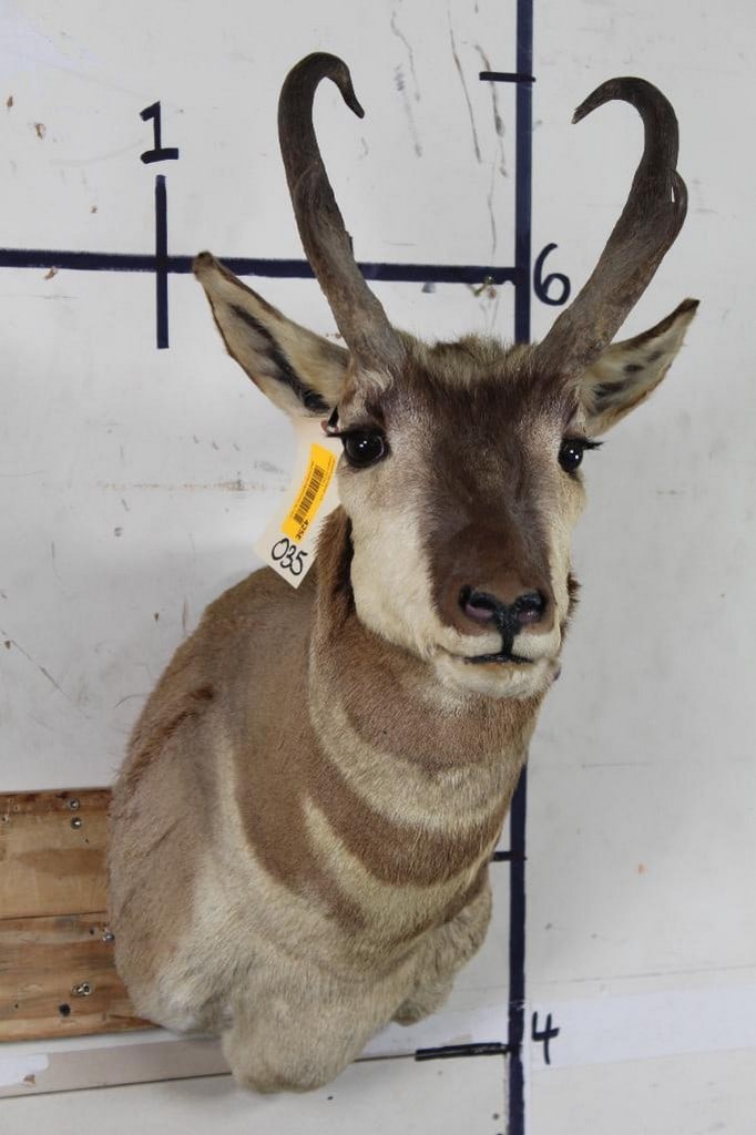 Pronghorn Sh Mt TAXIDERMY (1 of 10)