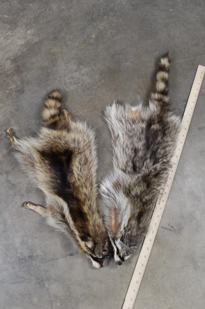 2 Smaller Raccoon Hides (ONE$) TAXIDERMY (1 of 4)